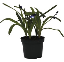 Blaustern-Pflanze im Topf mit grünen Blättern und blauen Blüten