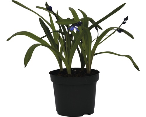 Blaustern-Pflanze im Topf mit grünen Blättern und blauen Blüten