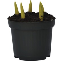 Junge Pflanze im Topf