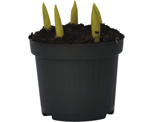 Junge Pflanze im Topf