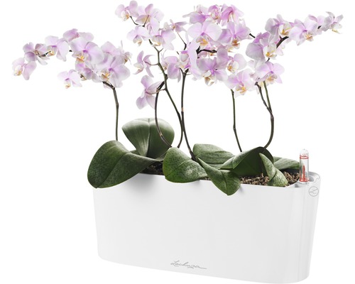 Orchideen in einem weißen Lechuza Pflanzgefäß mit Bewässerungssystem