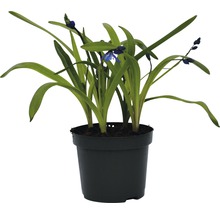 Blaustern-Pflanze im Topf mit grünen Blättern und blauen Blüten