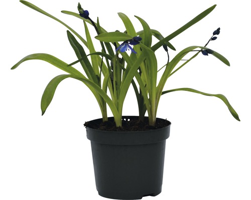 Blaustern-Pflanze im Topf mit grünen Blättern und blauen Blüten