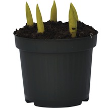 Jungpflanzen in einem schwarzen Pflanztopf