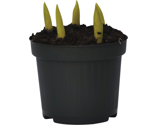 Jungpflanzen in einem schwarzen Pflanztopf