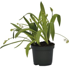 Märzbecher im Topf mit grünen Blättern und weißen Blüten