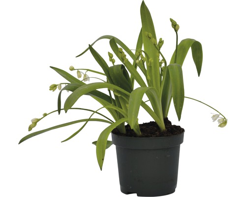 Märzbecher im Topf mit grünen Blättern und weißen Blüten