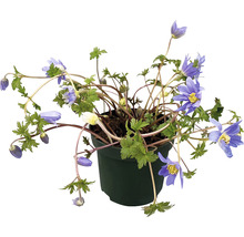Gefüllte Anemone in einem Topf