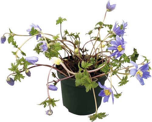 Gefüllte Anemone in einem Topf