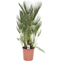 Europäische Zwergpalme in einem Topf