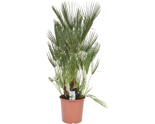 Europäische Zwergpalme in einem Topf