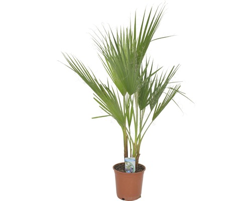 Washingtonpalme, Petticoat-Palme FloraSelf Washingtonia robusta H 80 cm Ø 21 cm Topf Hanfpalme im Topf