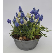 Traubenhyazinthen in einem Topf