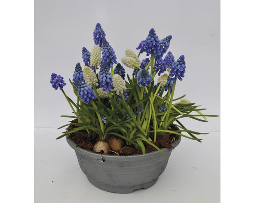 Traubenhyazinthen in einem Topf