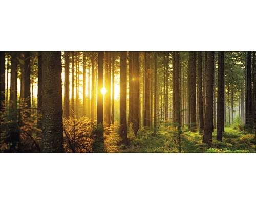 Glasbild Sun & Forest I 80x30 cm GLA2016