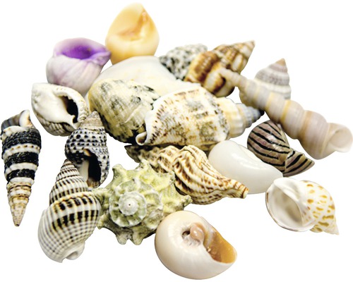 Sortiment verschiedener Muscheln zur Dekoration