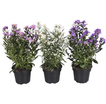 Drei Astern in Töpfen mit violetten und weißen Blüten