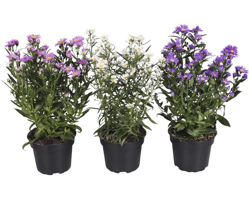 Drei Astern in Töpfen mit violetten und weißen Blüten