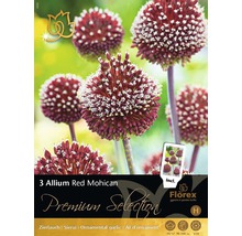 Packung Zierlauch Red Mohican mit drei Blumenzwiebeln