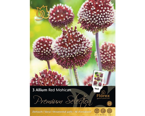 Blumenzwiebel Premium Zierlauch/Allium 'Mohican' 3 Stk.