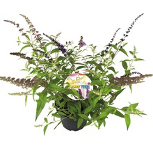 Schmetterlingsstrauch im Topf