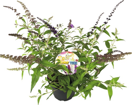 Schmetterlingsstrauch im Topf