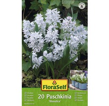 Verpackung mit 20 Puschkinia libanotica Blumenzwiebeln