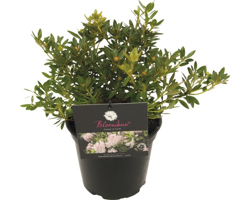 Rhododendron in einem Topf