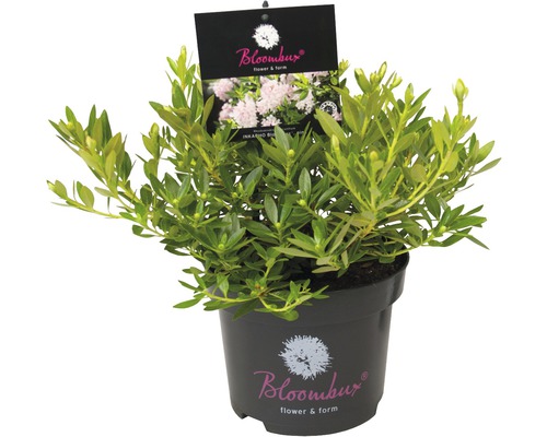 Topf mit Inkarho Blumenzwiebeln