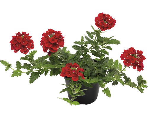 Verbene FloraSelf Verbena x Hybrida hängend, in leuchtenden Farben Ø 11 cm Topf Verbene im Topf mit roten Blüten