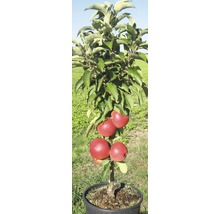 Apfelbaum im Topf mit Äpfeln