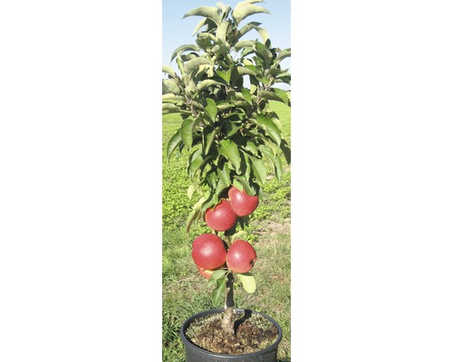 Apfelbaum im Topf mit Äpfeln