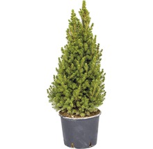 Topfförmige Fichte im Topf