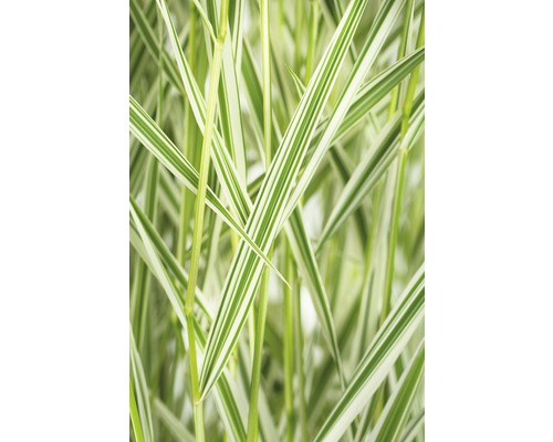 Rohr-Glanzgras FloraSelf Phalaris arundinacea 'Feesey' spät H 10-60 cm Co 3 L Dekoratives Ziergras mit gestreiften Blättern.