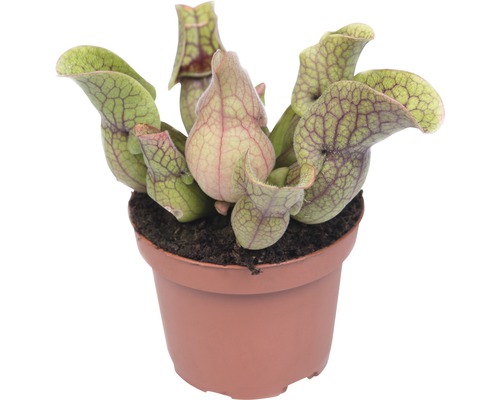 Schlauchpflanze FloraSelf Sarracenia 8-40 cm sortiert