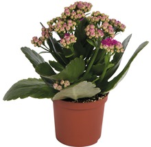 Kalanchoe-Pflanze im Topf