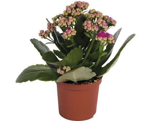 Kalanchoe-Pflanze im Topf