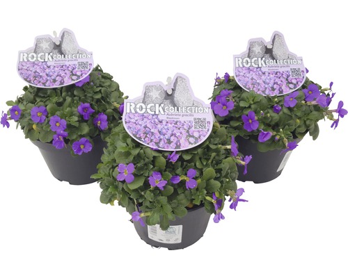 Drei Töpfe mit blühenden Blaukissen Pflanzen der Rock Collection