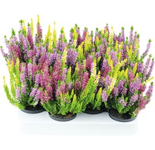 Calluna vulgaris Heidekraut Pflanzen im Topf