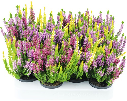 Calluna vulgaris Heidekraut Pflanzen im Topf