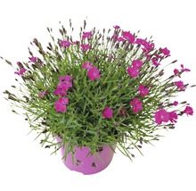 Topfnelke mit pinkfarbenen Blüten im Topf