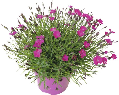 Topfnelke mit pinkfarbenen Blüten im Topf
