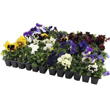 Schale mit verschiedenen bunten Stiefmütterchen