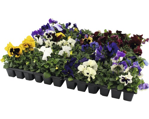 Schale mit verschiedenen bunten Stiefmütterchen