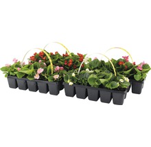 Begonien in einer Anzuchtplatte