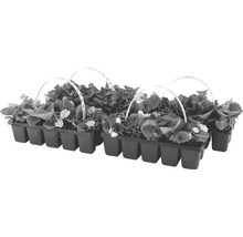 Begonien Setzlinge in einer Anzuchtplatte