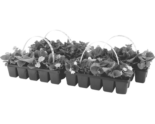 Begonien Setzlinge in einer Anzuchtplatte