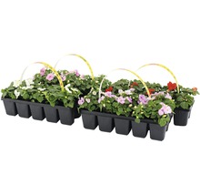 Eisbegonien im Pflanztray