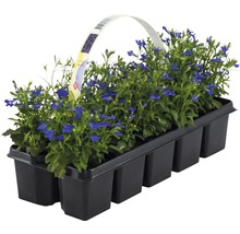 Lobelien Setzlinge im schwarzen Kunststofftopf