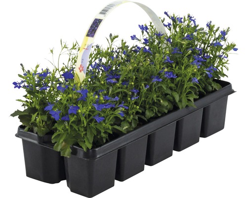 Lobelien Setzlinge im schwarzen Kunststofftopf